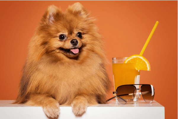 O que é um hotel pet friendly?
